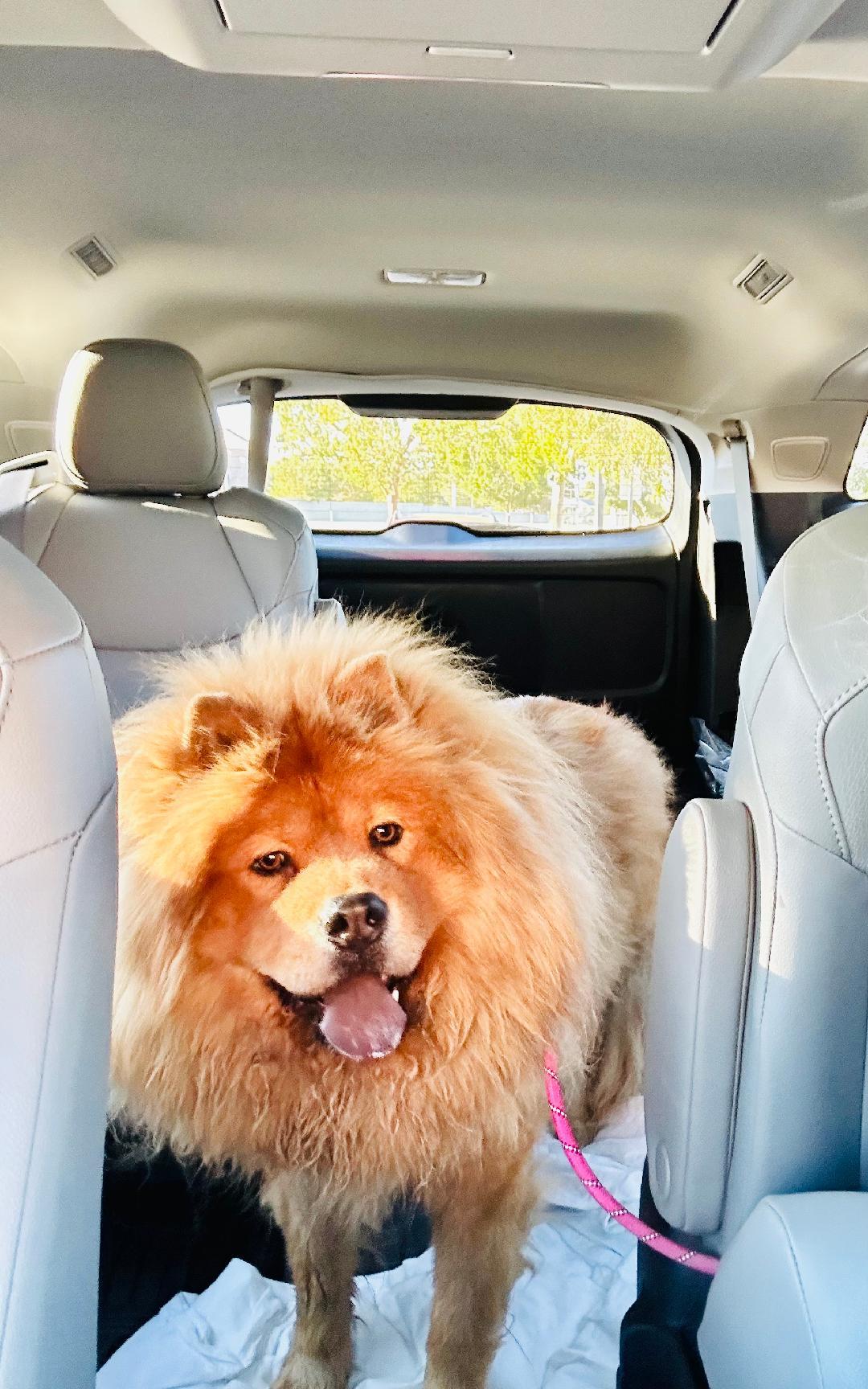 Enlarge Teddy, a Adopted Chow Chow in Sacramento, CA image 4/5