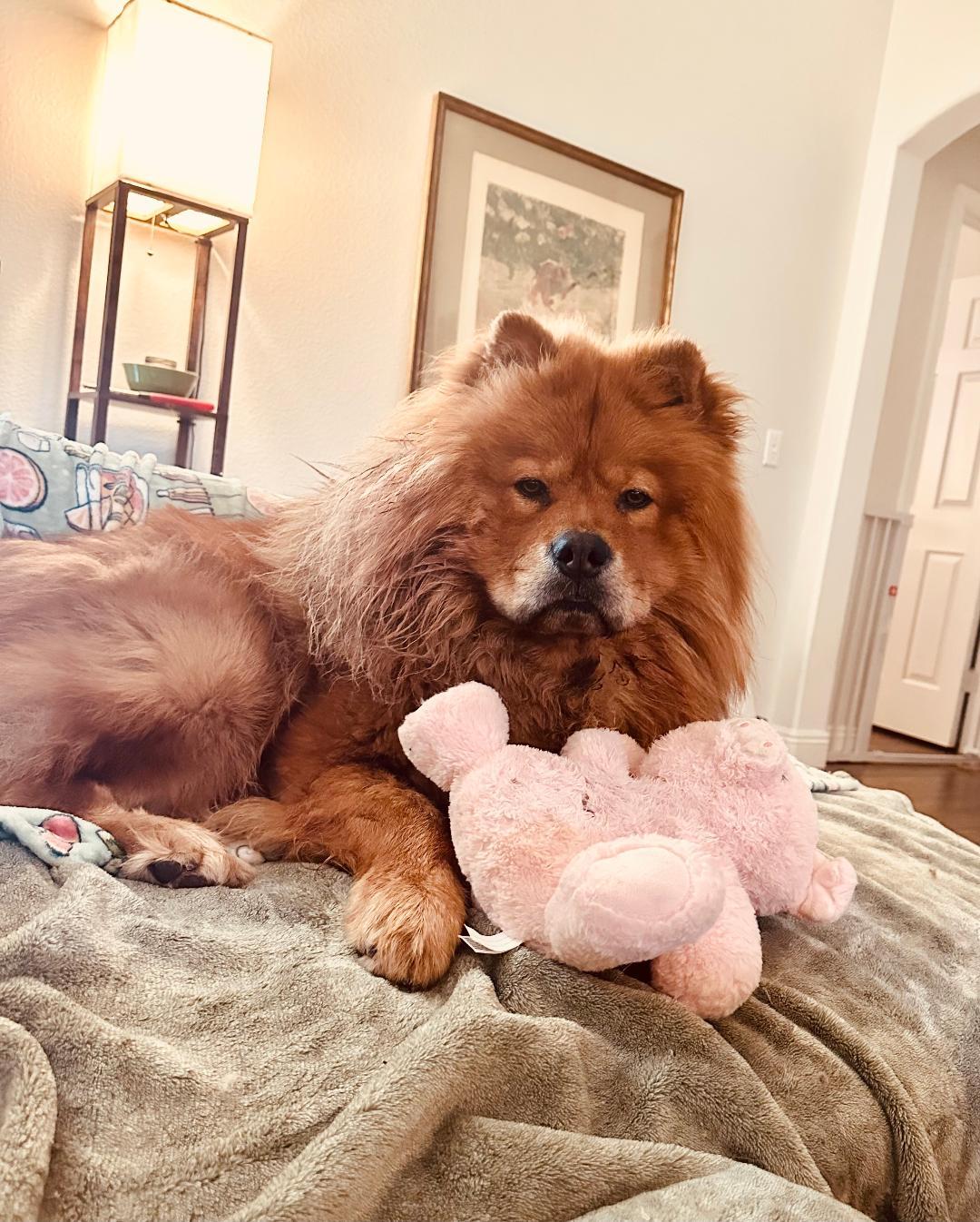 Enlarge Teddy, a Adopted Chow Chow in Sacramento, CA image 1/5