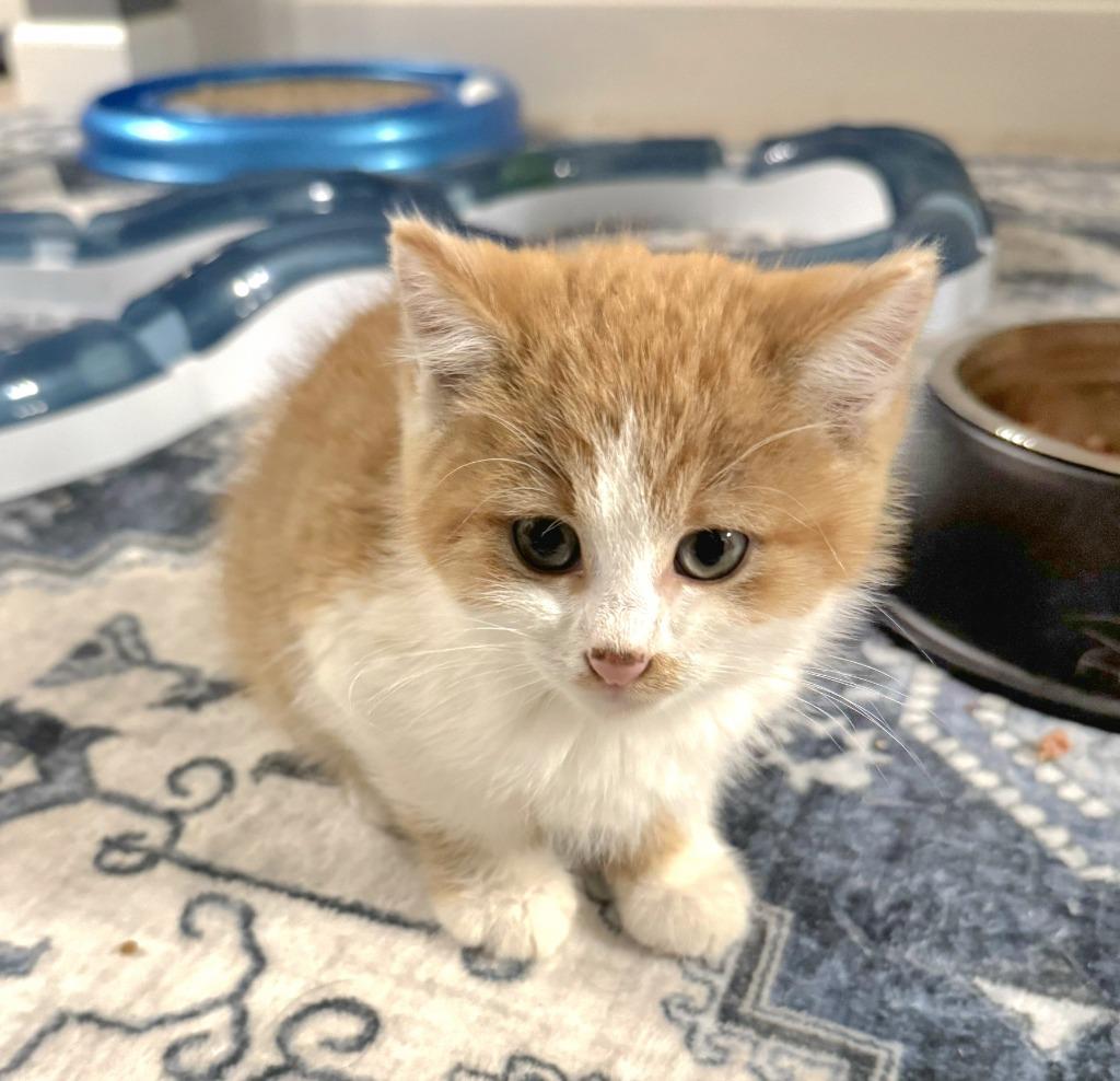 Colby, Adoptable, Kitten Male Domestic Medium Hair.