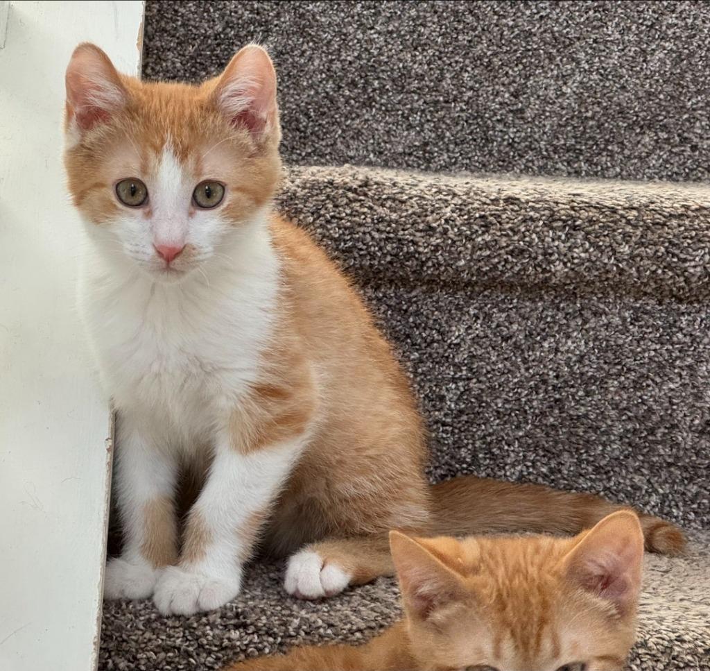 Enlarge Colby, a Adoptable mixed breed in Buford, GA image 2/6