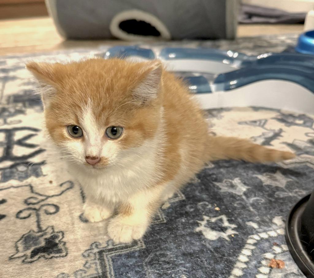 Enlarge Colby, a Adoptable mixed breed in Buford, GA image 3/6