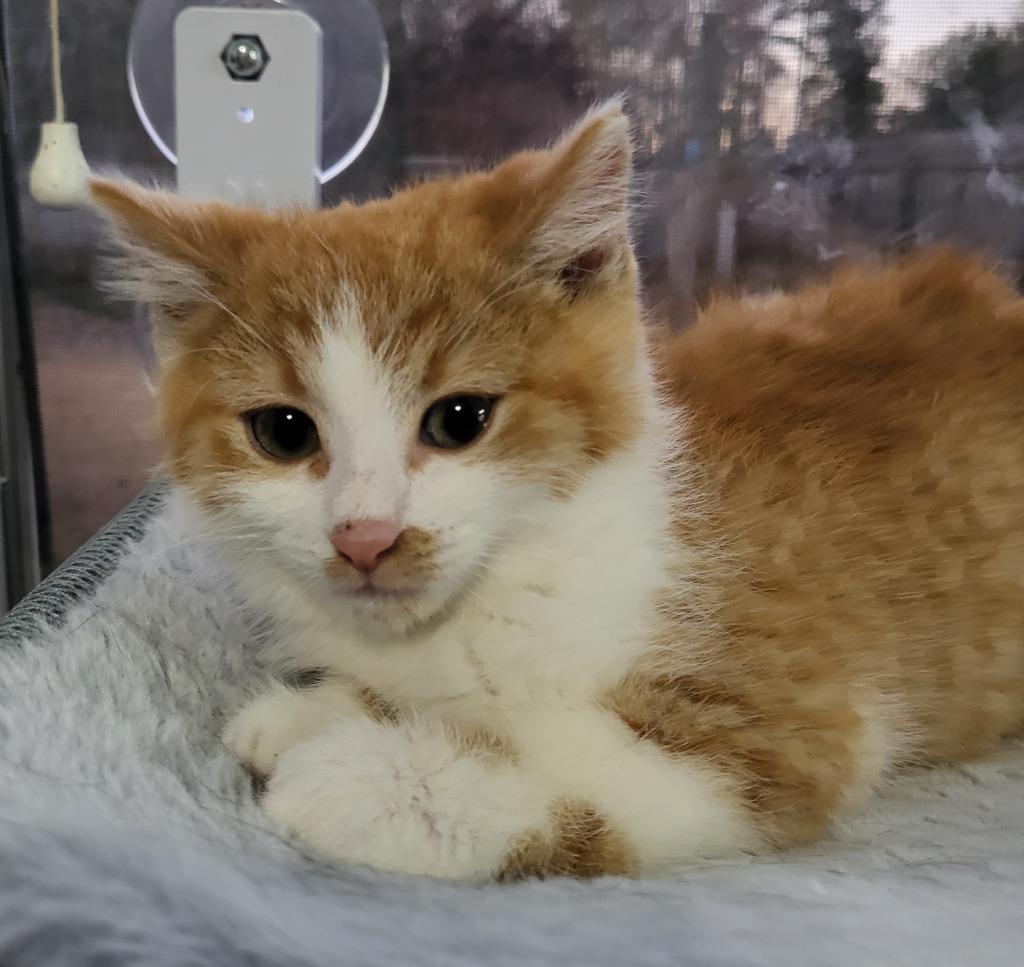 Enlarge Colby, a Adoptable mixed breed in Buford, GA image 4/6