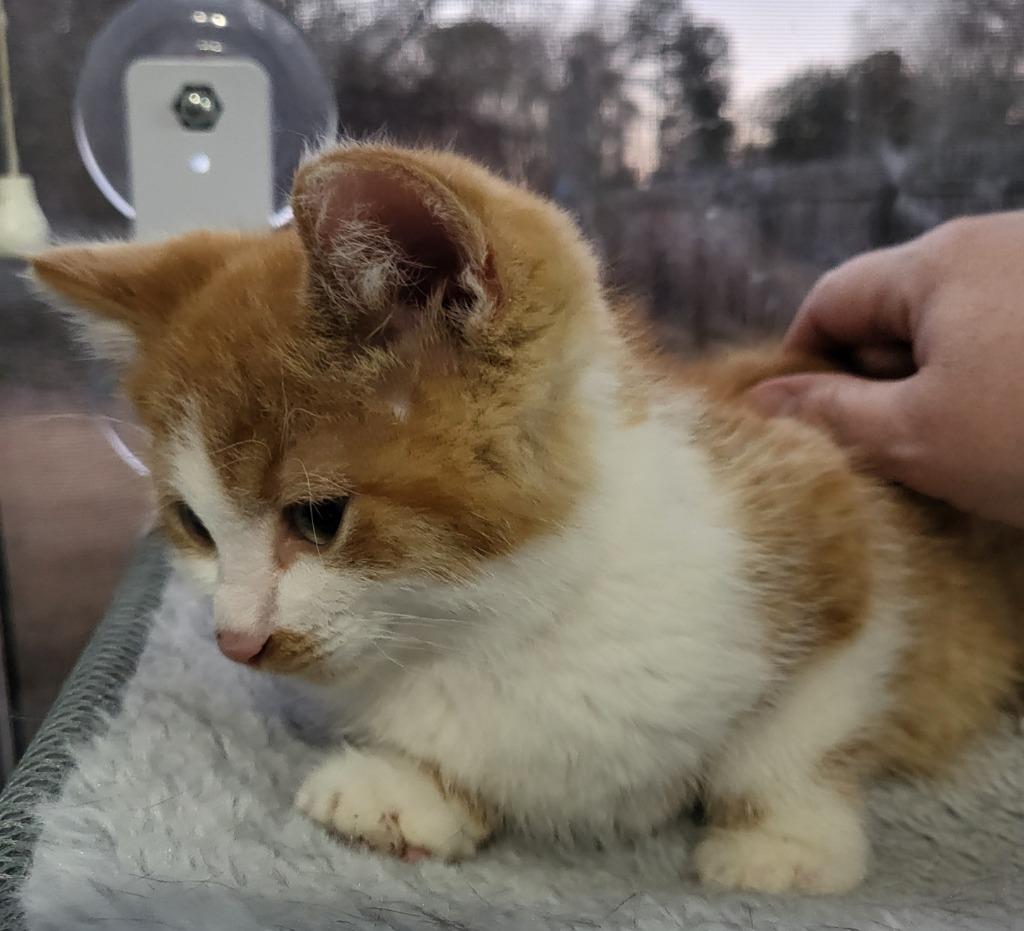 Enlarge Colby, a Adoptable mixed breed in Buford, GA image 5/6