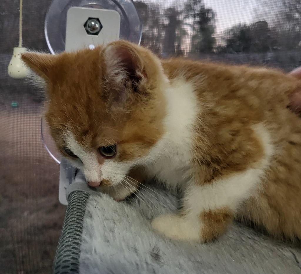 Enlarge Colby, a Adoptable mixed breed in Buford, GA image 6/6