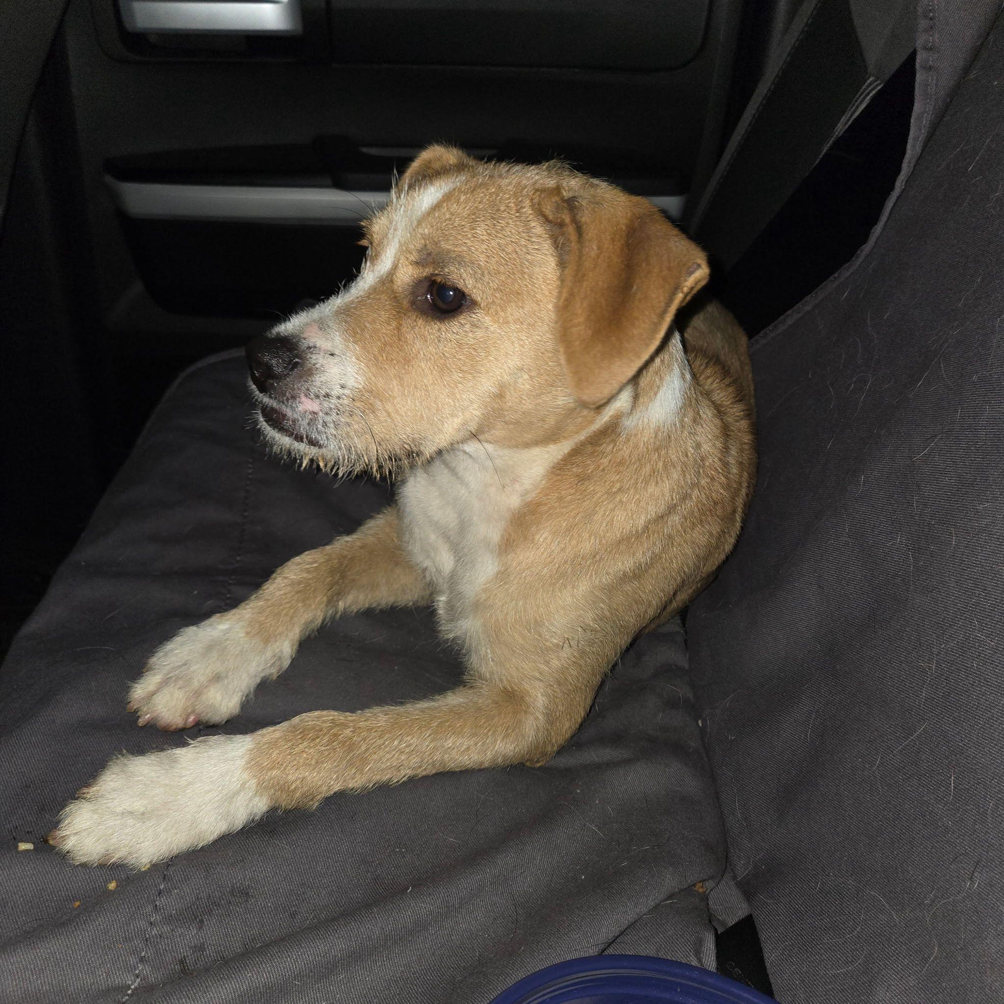 Blondie, ADOPTABLE, Young Female Terrier.
