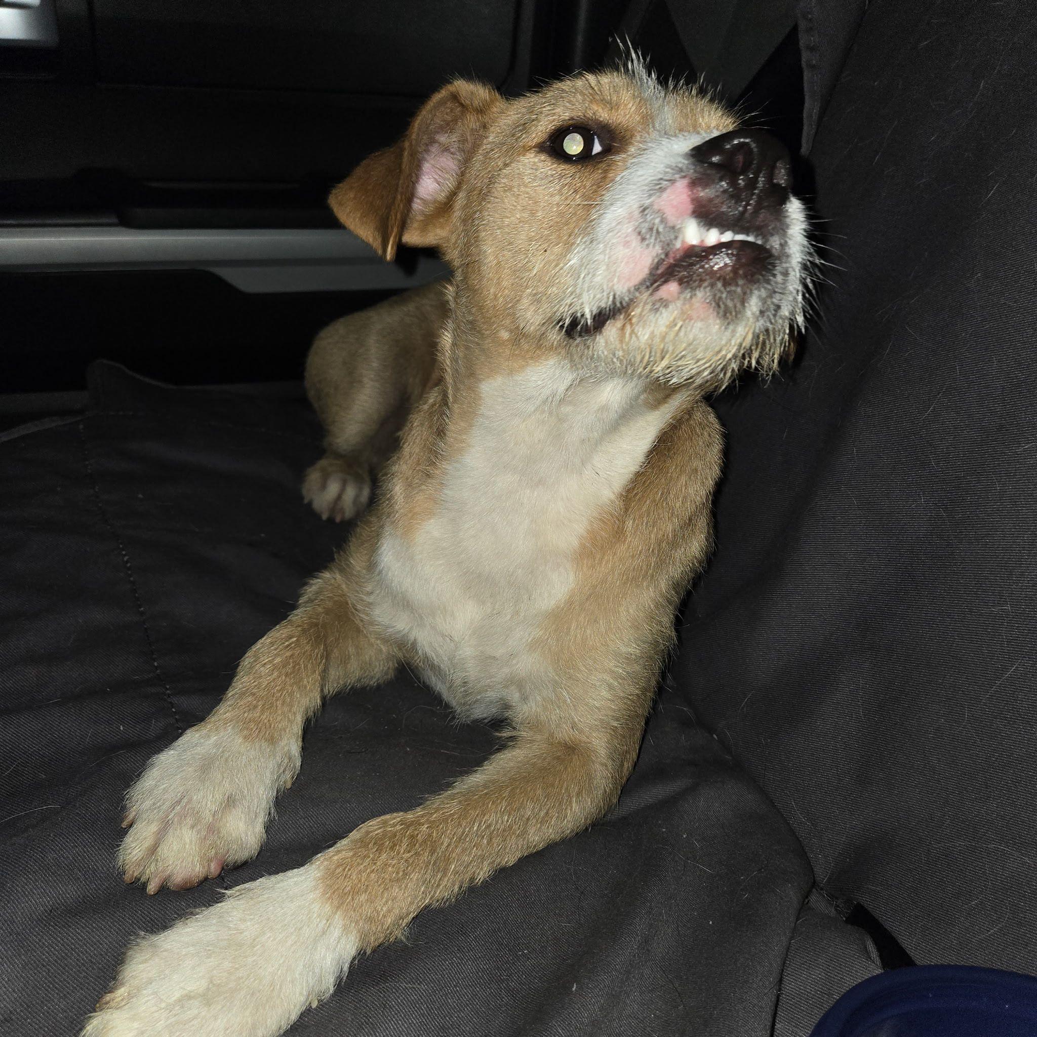 Blondie, a ADOPTABLE mixed breed in Islamorada, FL image 4/4