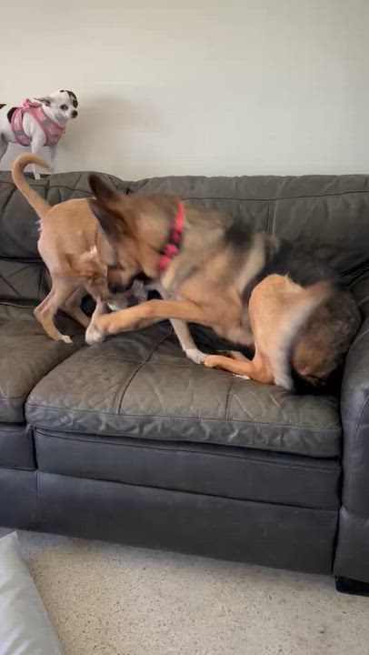 Enlarge Blondie, a ADOPTABLE mixed breed in Islamorada, FL video 2/4