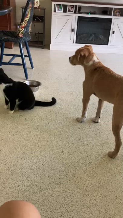 Enlarge Blondie, a ADOPTABLE mixed breed in Islamorada, FL video 3/4