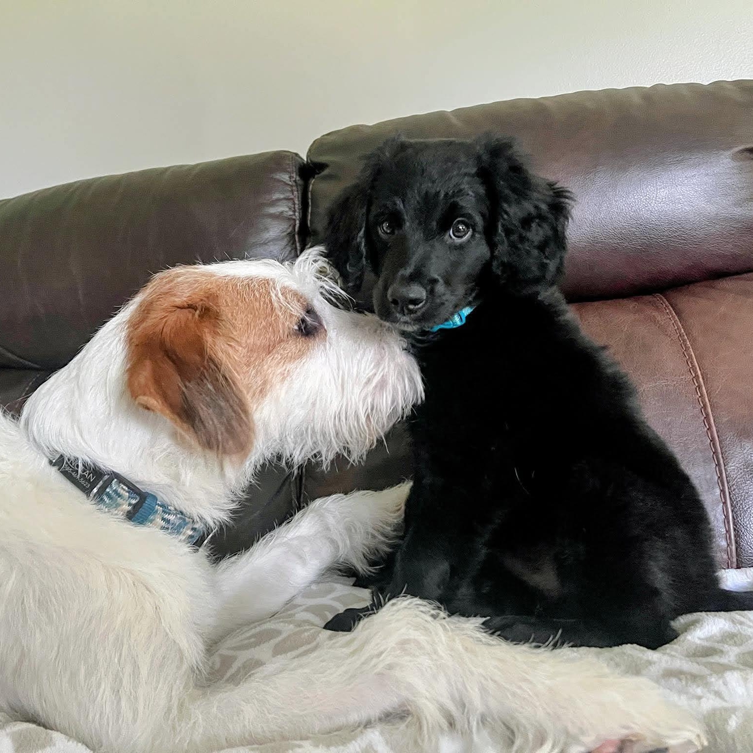Pugsley, an adopted Mixed Breed in Rochester, NY image 2/5
