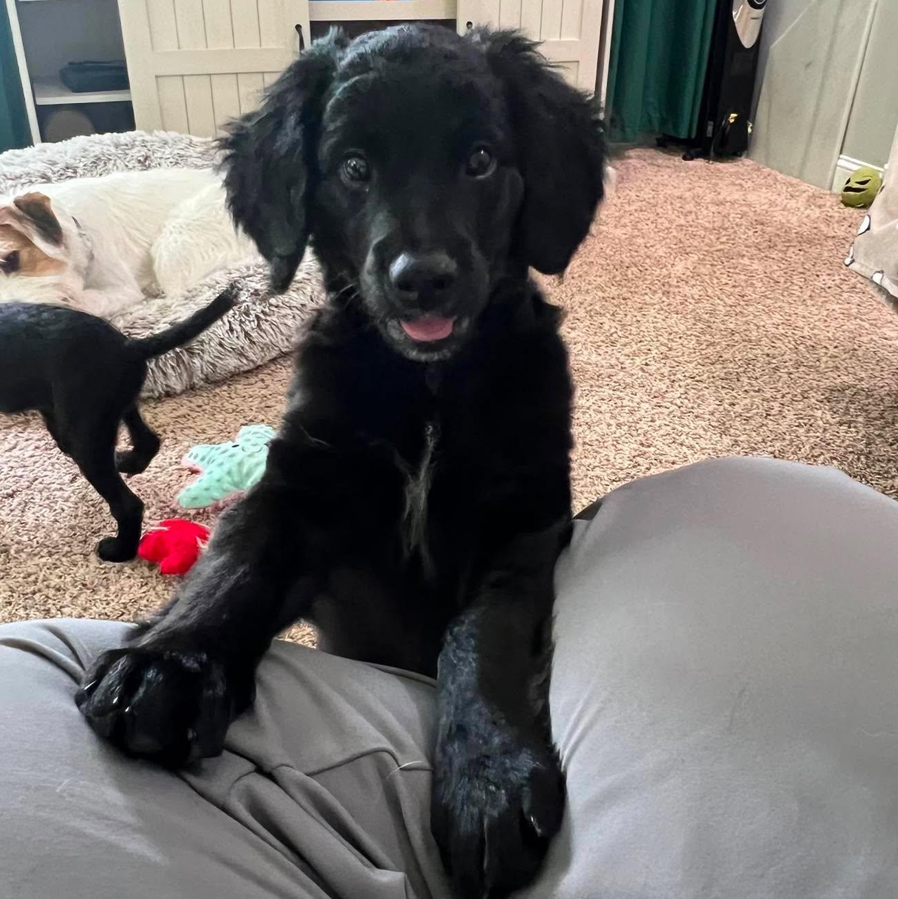 Pugsley, adopted, Puppy Male Mixed Breed.