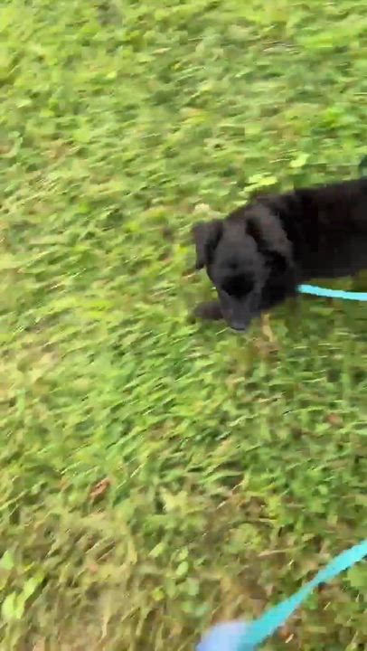 Enlarge Pugsley, an adopted Mixed Breed in Rochester, NY video 5/5