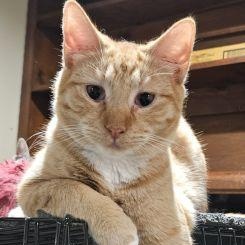 Enlarge Chili, a ADOPTABLE mixed breed in Lenhartsville, PA image 3/3