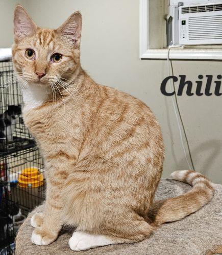 Enlarge Chili, a ADOPTABLE mixed breed in Lenhartsville, PA image 2/3