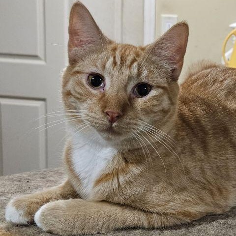 Enlarge Chili, a ADOPTABLE mixed breed in Lenhartsville, PA image 1/3