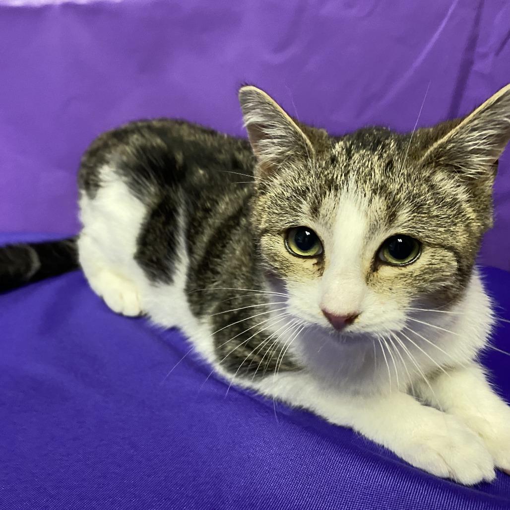 Enlarge Chicken, a Adoptable Domestic Short Hair in North Myrtle Beach, SC image 1/1