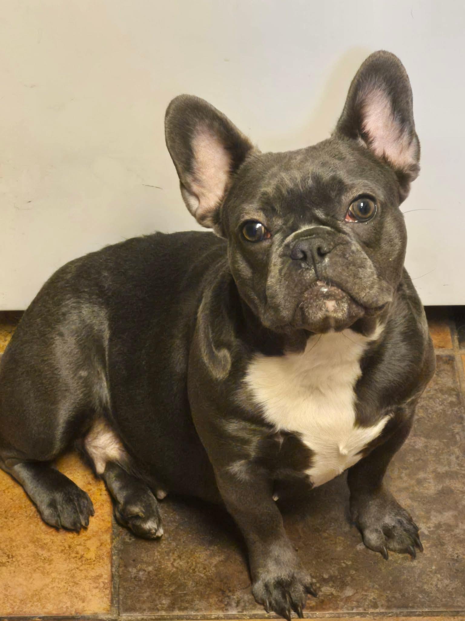 Enlarge Precious, an adopted French Bulldog in modesto, CA image 1/1