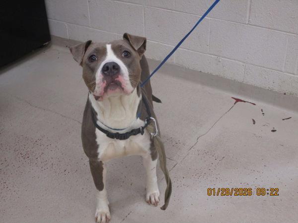 Jake (811), Adoptable, Adult Female Pit Bull Terrier.