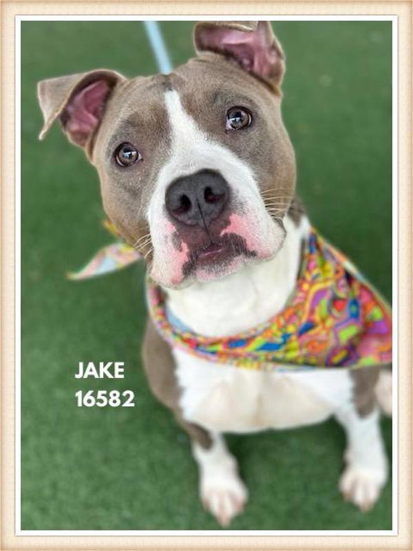 Enlarge Jake (811), a Adoptable mixed breed in Marietta, GA image 2/2