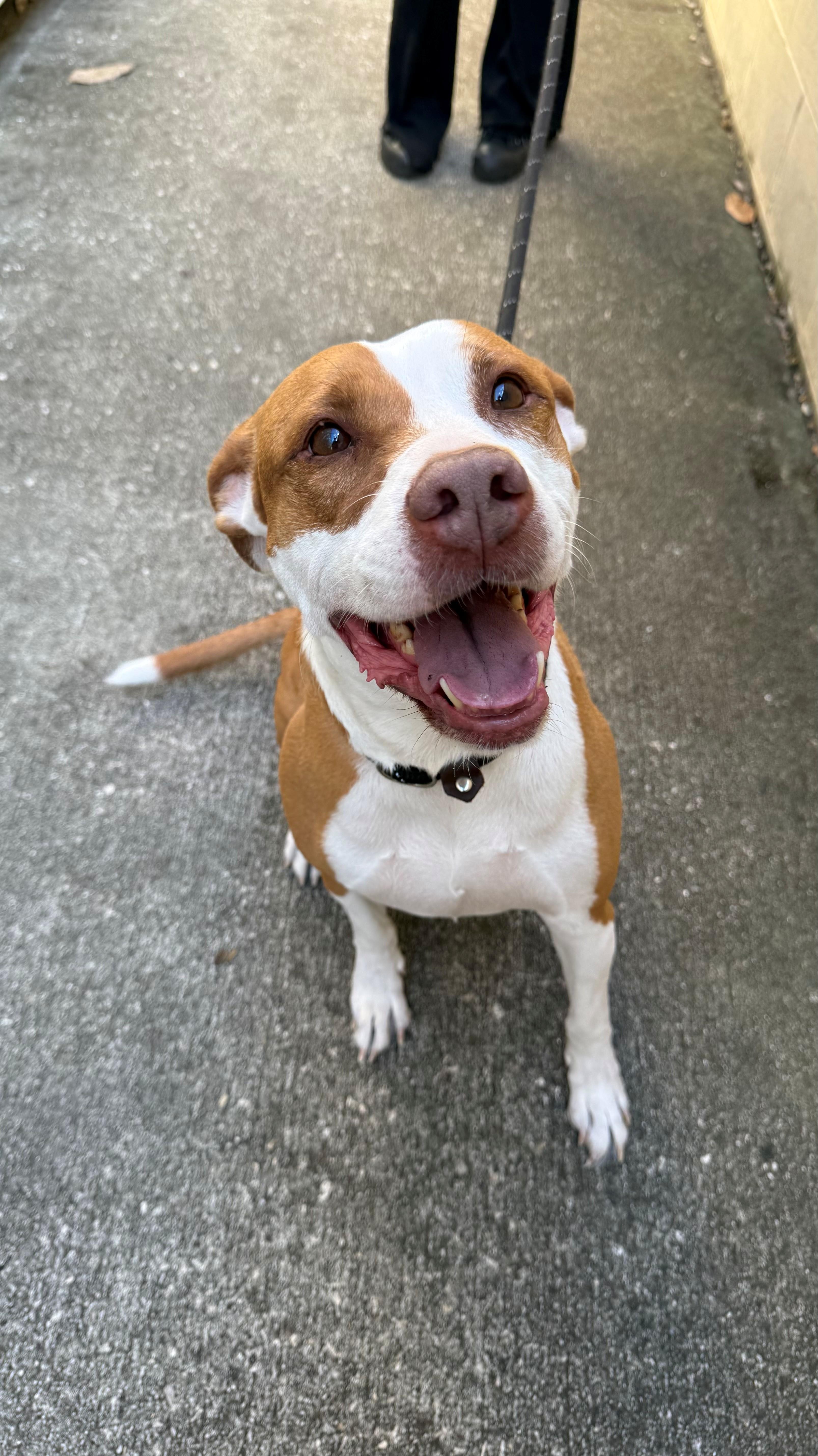 Enlarge Rhea, an adoptable Mixed Breed in St. Augustine, FL image 5/5