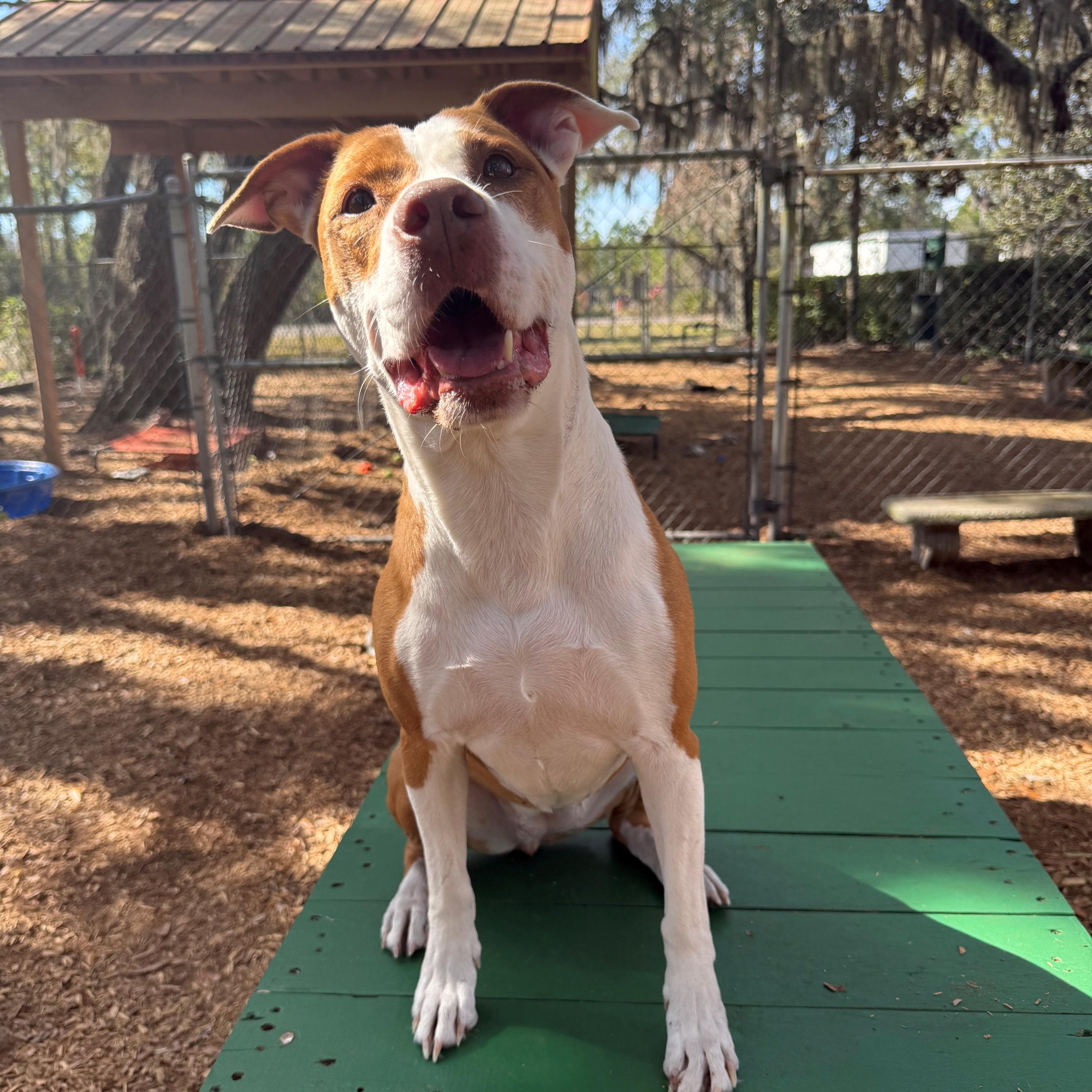 Enlarge Rhea, an adoptable Mixed Breed in St. Augustine, FL image 2/5