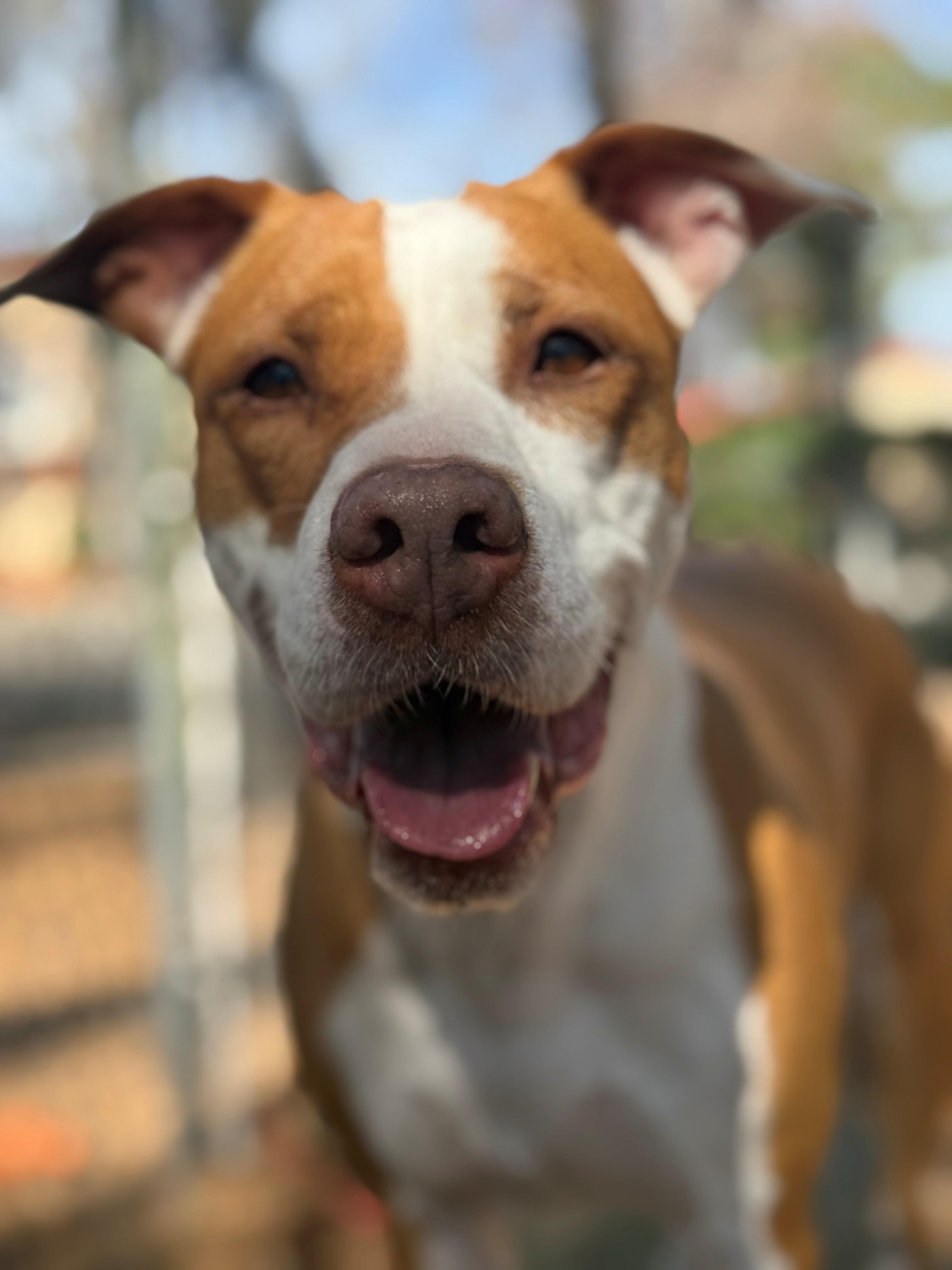 Rhea, adoptable, Adult Female Mixed Breed.