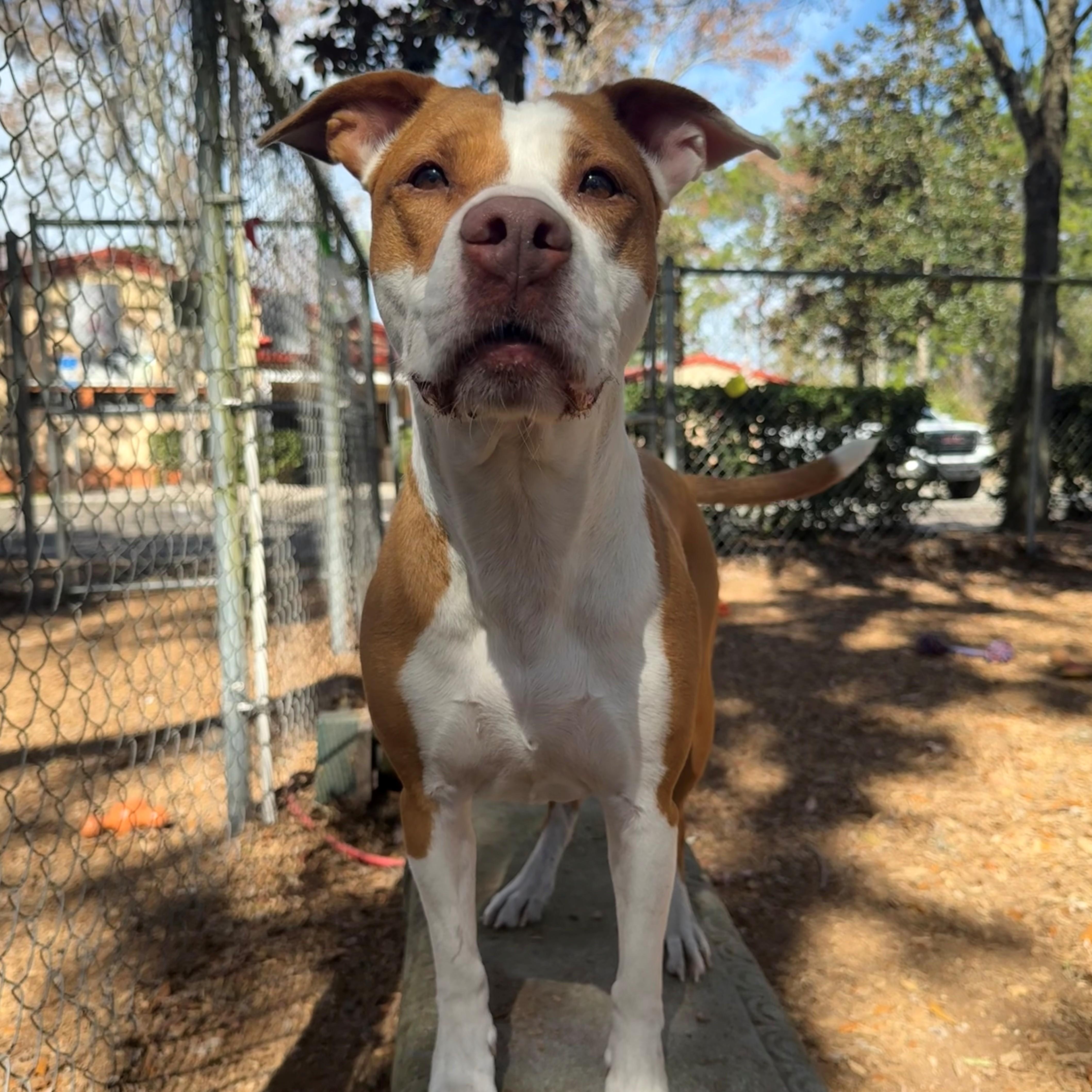 Enlarge Rhea, an adoptable Mixed Breed in St. Augustine, FL image 3/5