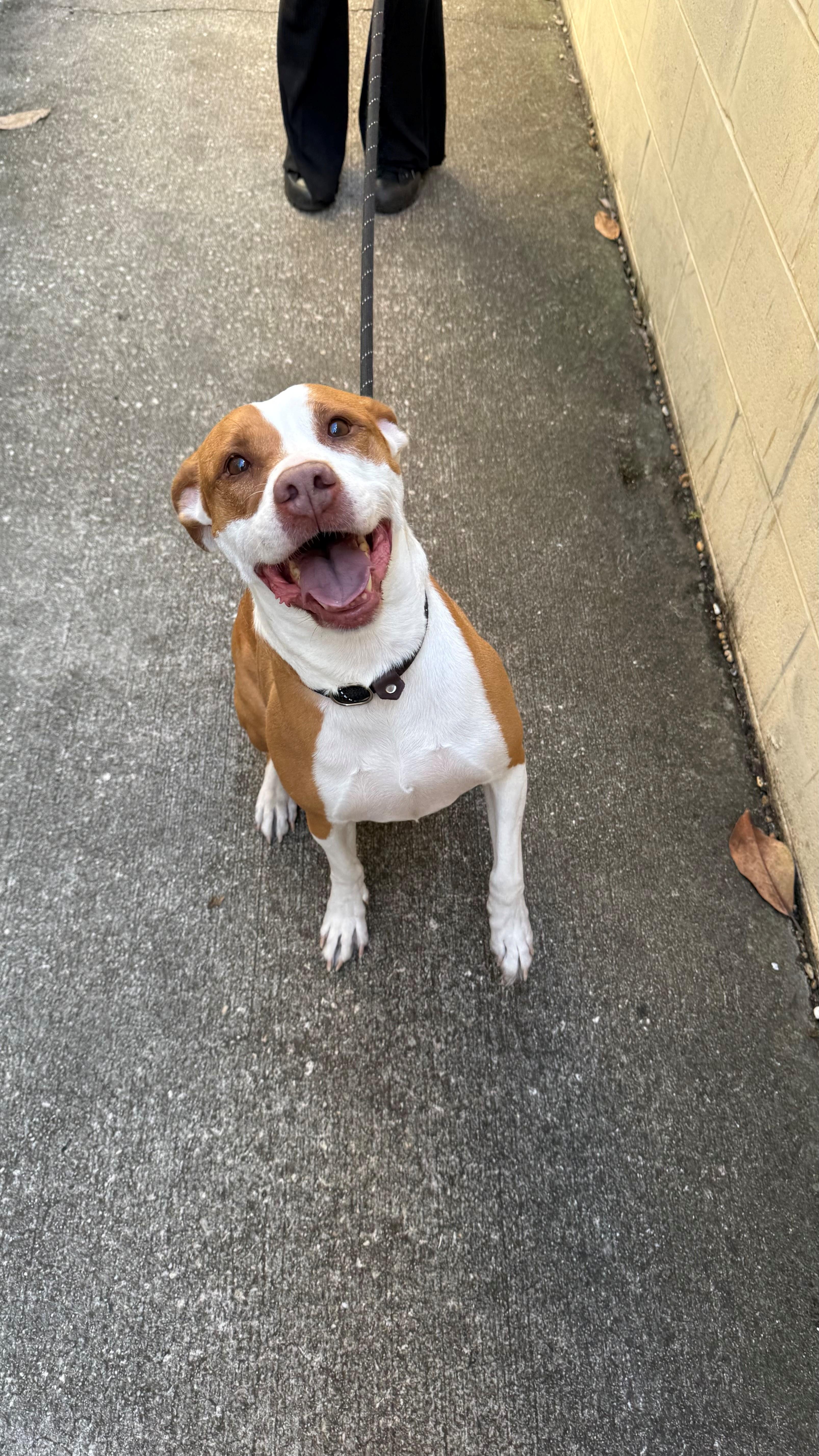 Enlarge Rhea, an adoptable Mixed Breed in St. Augustine, FL image 4/5