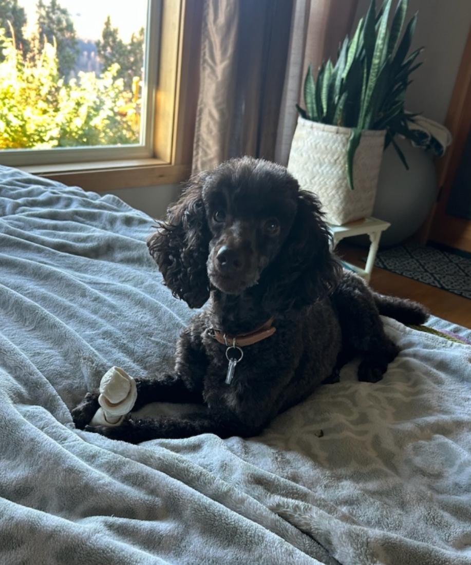 Enlarge Hazel, a Adopted Miniature Poodle in Powell Butte, OR image 1/1