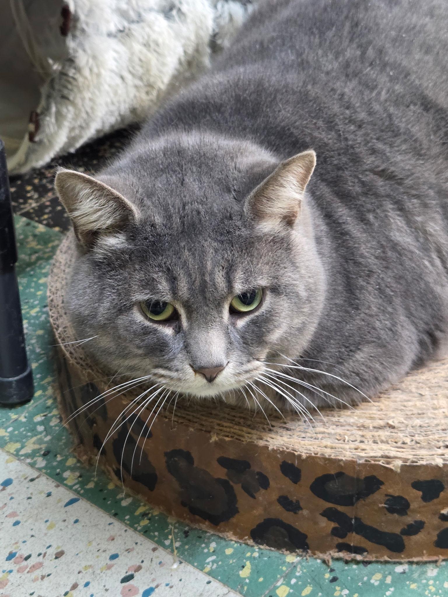 Enlarge General, a ADOPTABLE American Shorthair in Mount Pleasant, PA image 1/2