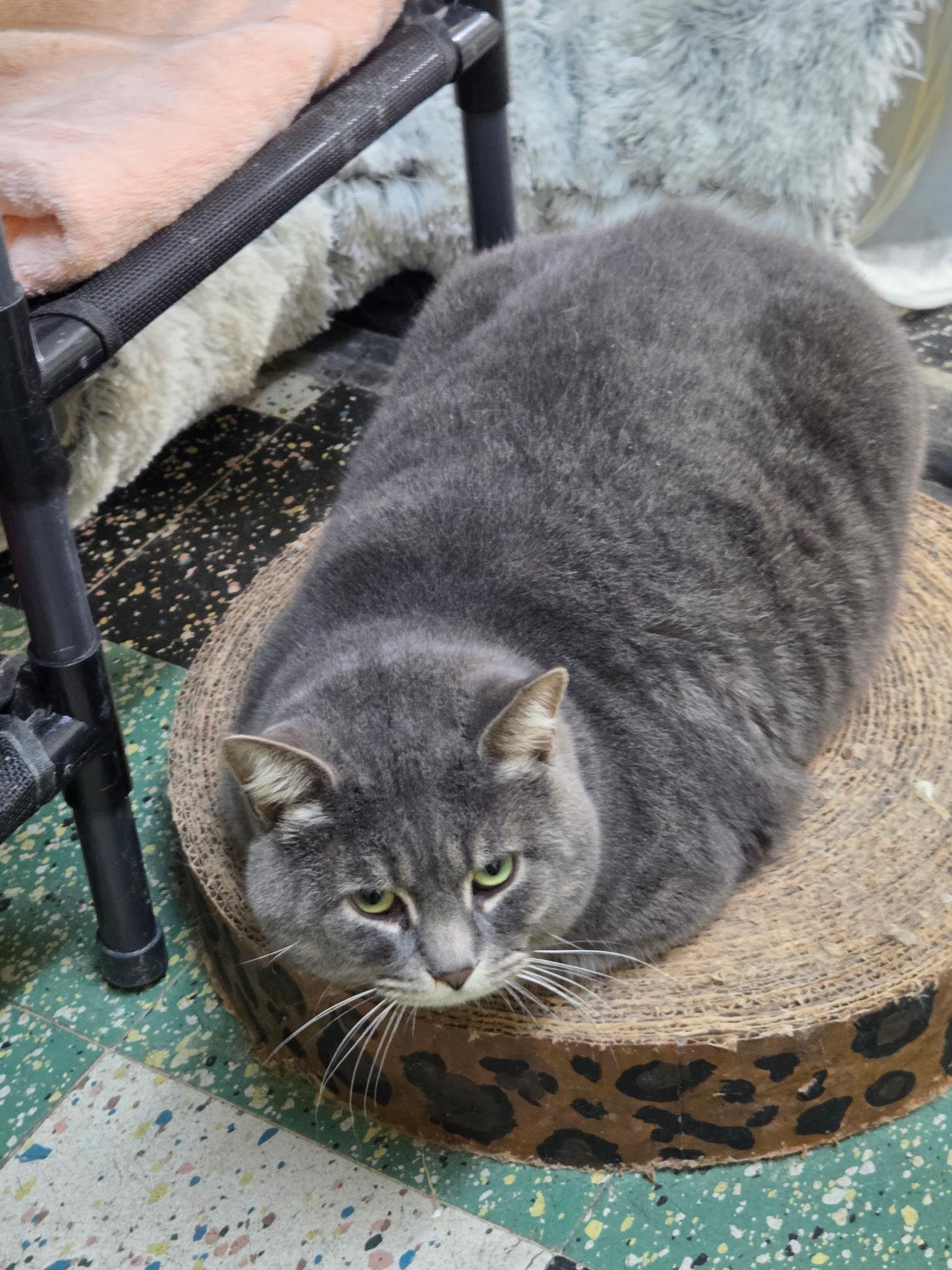 Enlarge General, a ADOPTABLE American Shorthair in Mount Pleasant, PA image 2/2