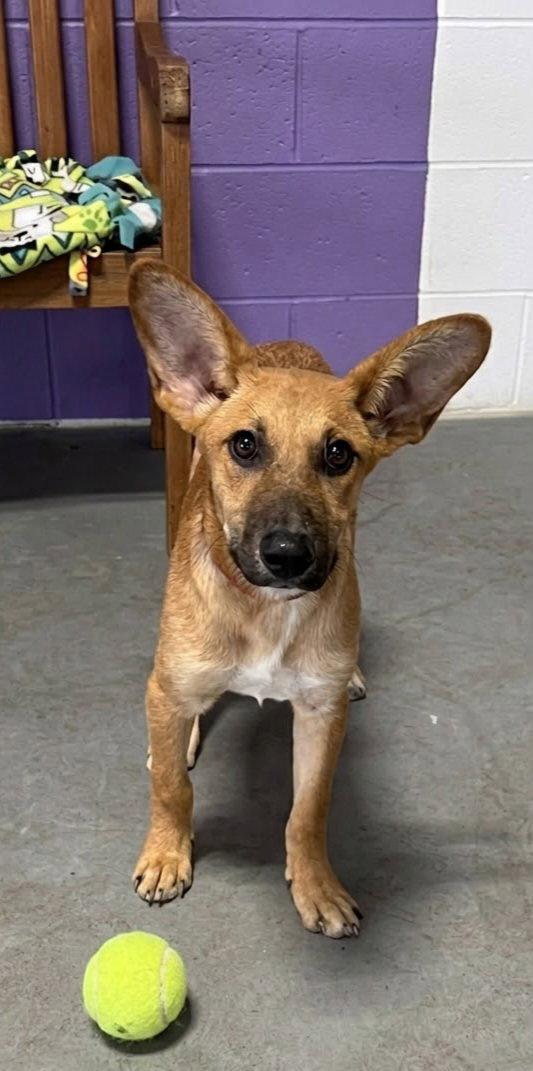 Enlarge **APOLLO**, a Adoptable Shepherd in North Prairie, WI image 1/3