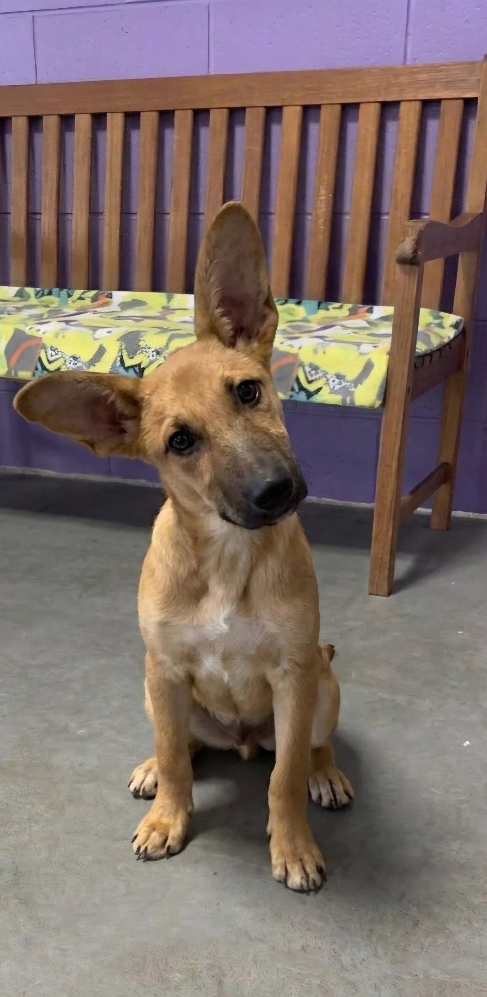 Enlarge **APOLLO**, a Adoptable Shepherd in North Prairie, WI image 2/3