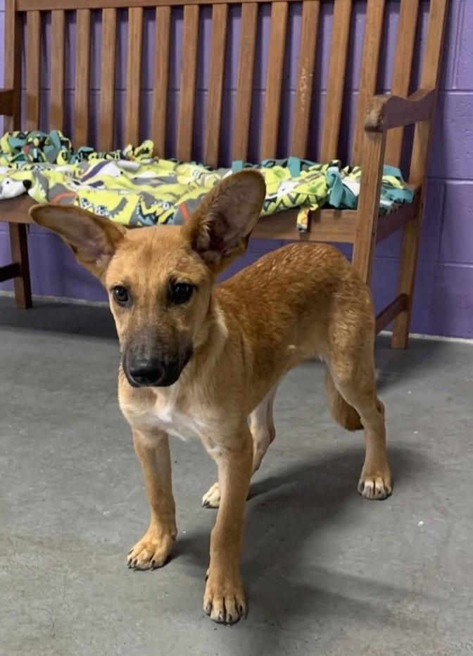 Enlarge **APOLLO**, a Adoptable Shepherd in North Prairie, WI image 3/3