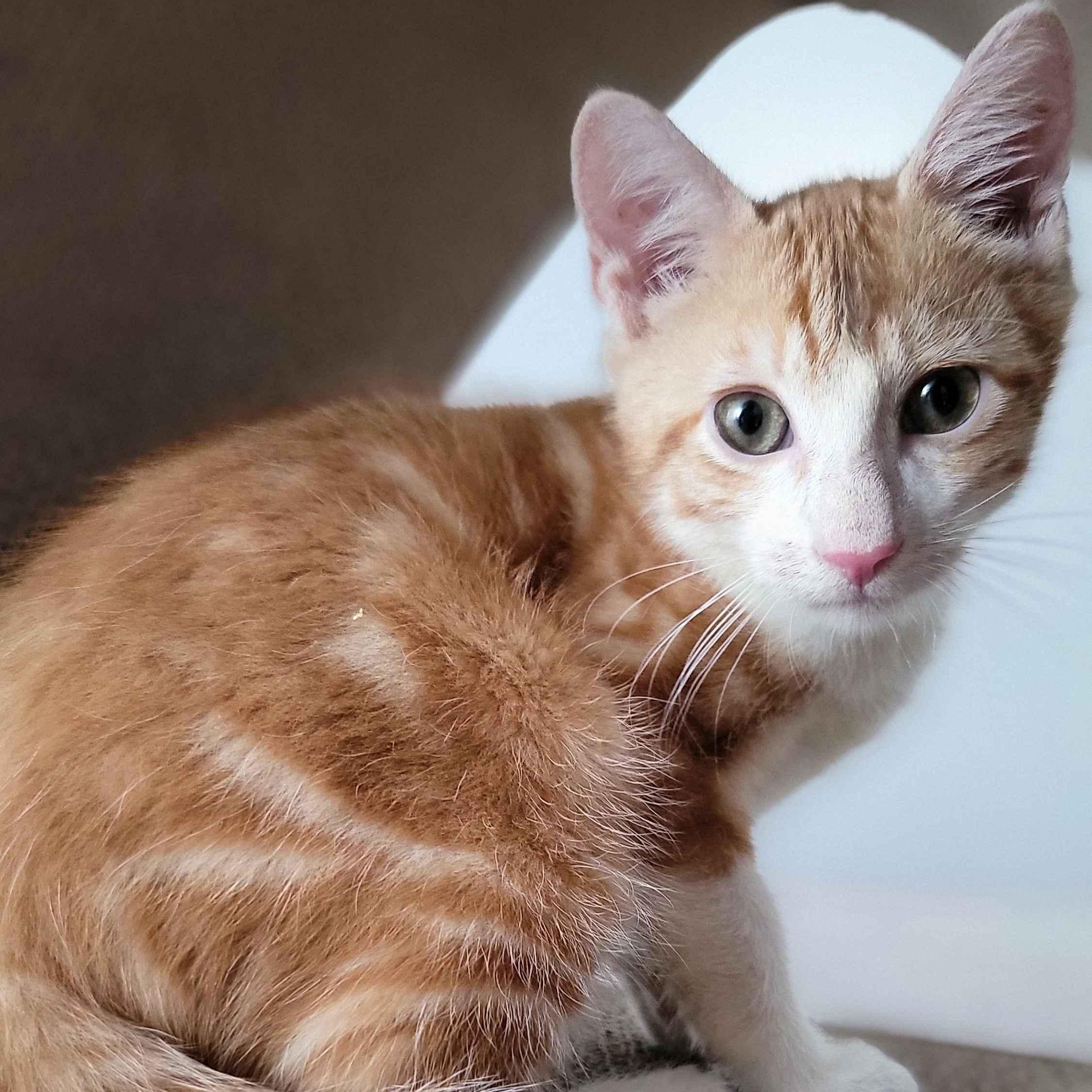 Bamboo, a ADOPTABLE American Shorthair in North Bergen, NJ image 2/5