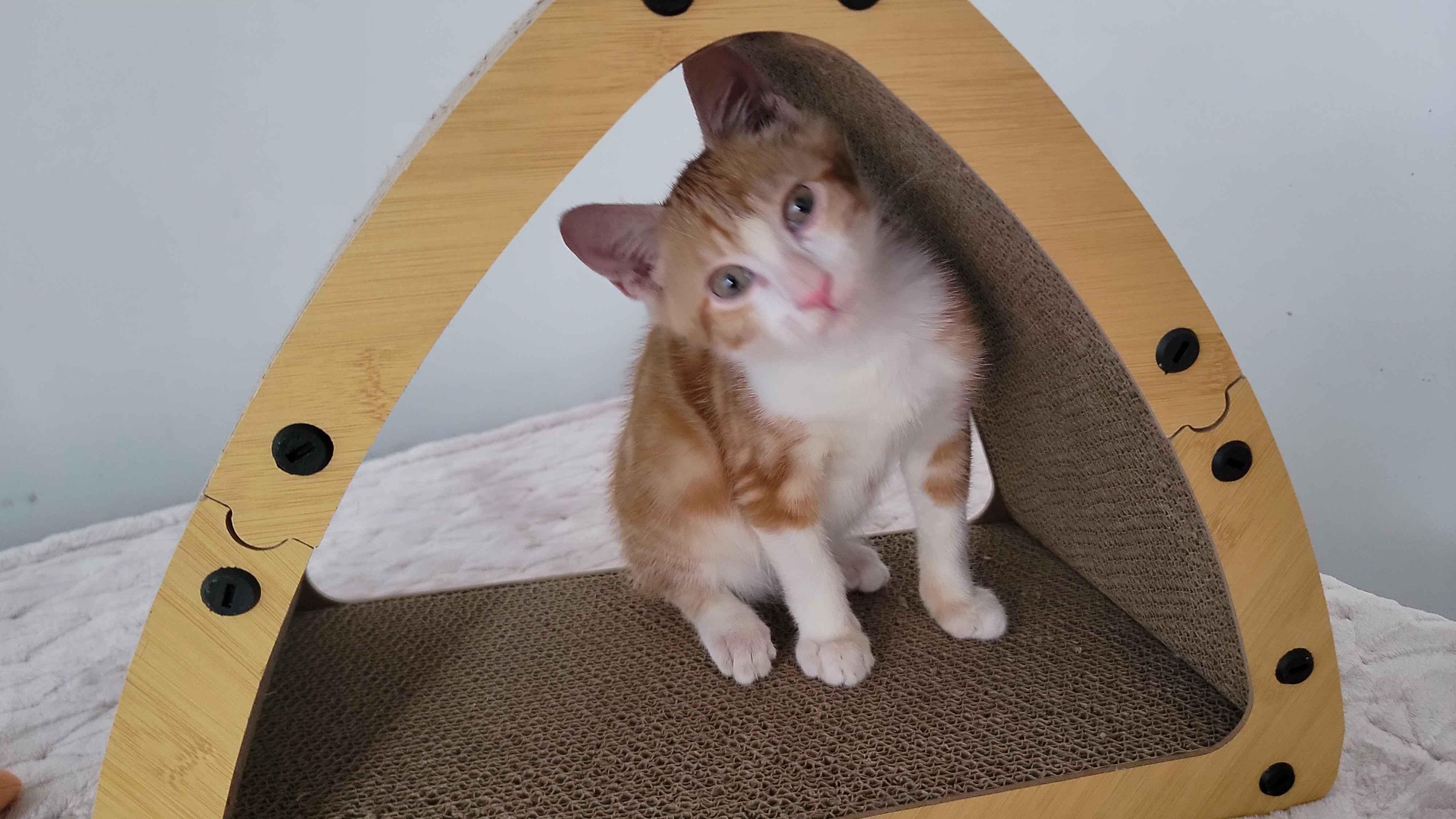 Bamboo, a ADOPTABLE American Shorthair in North Bergen, NJ image 3/5