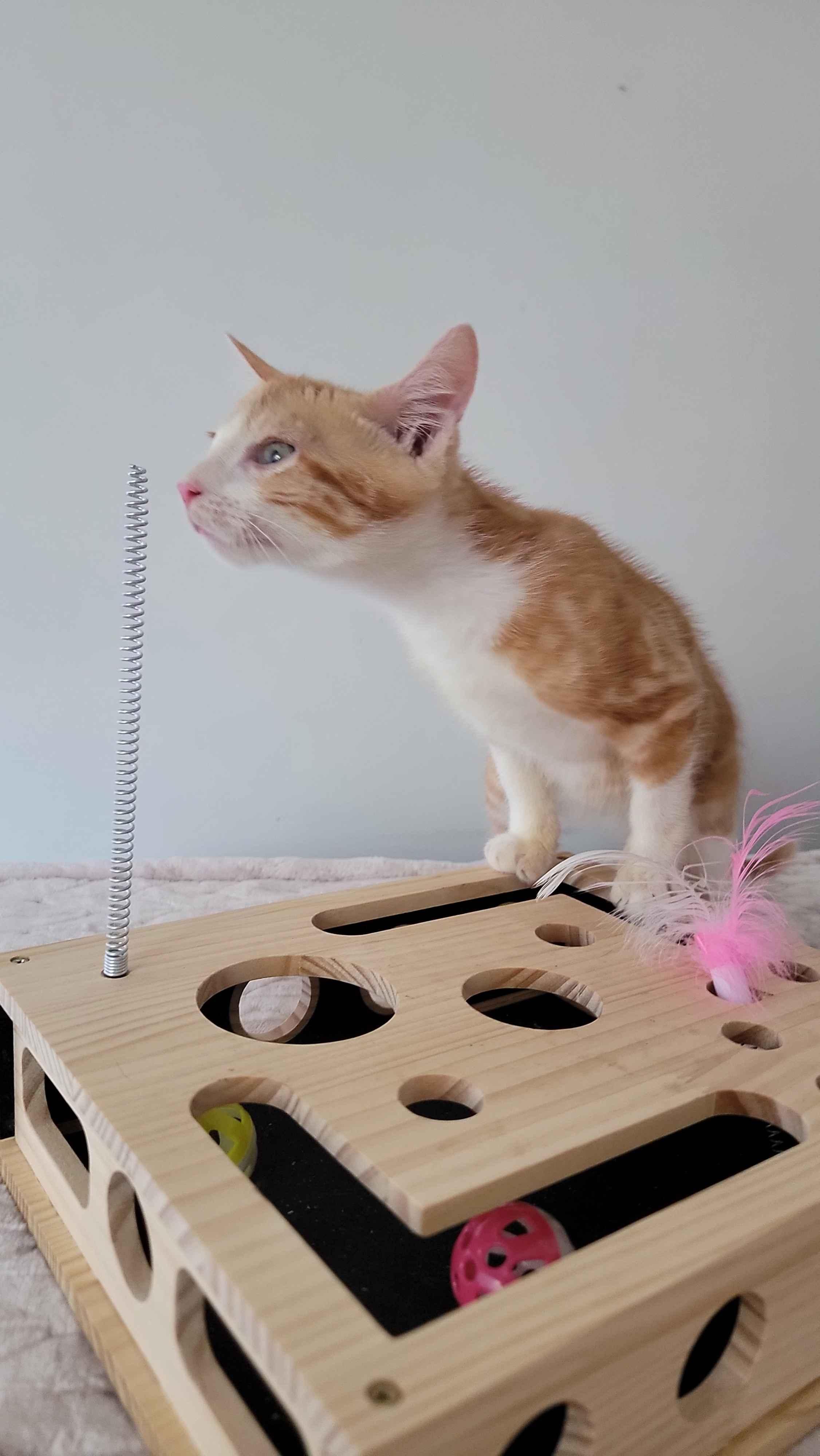 Bamboo, a ADOPTABLE American Shorthair in North Bergen, NJ image 4/5