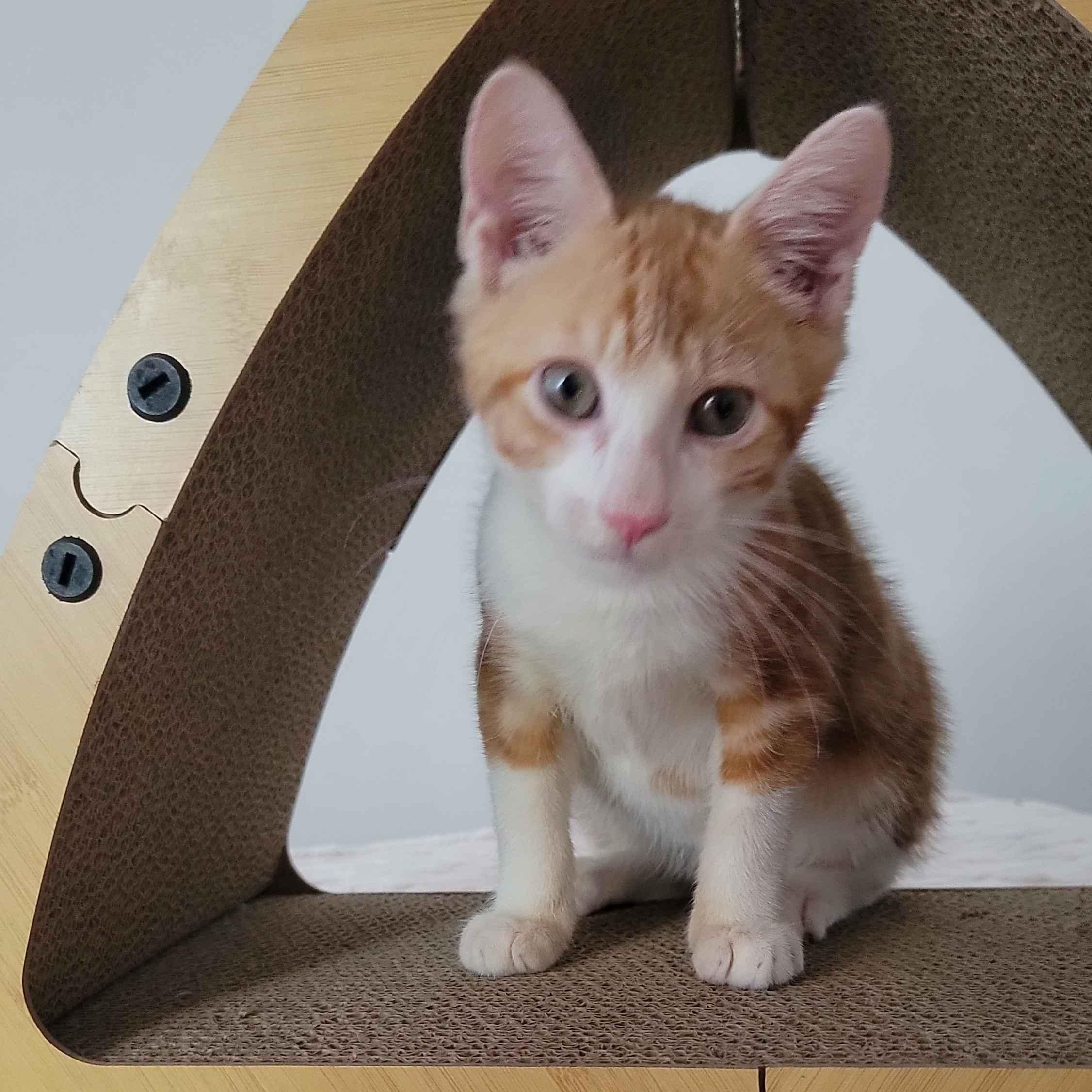 Bamboo, ADOPTABLE, Kitten Male American Shorthair.