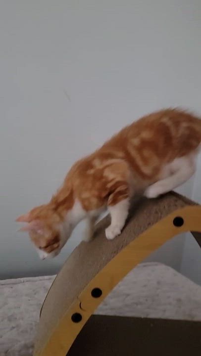 Enlarge Bamboo, a ADOPTABLE American Shorthair in North Bergen, NJ video 5/5
