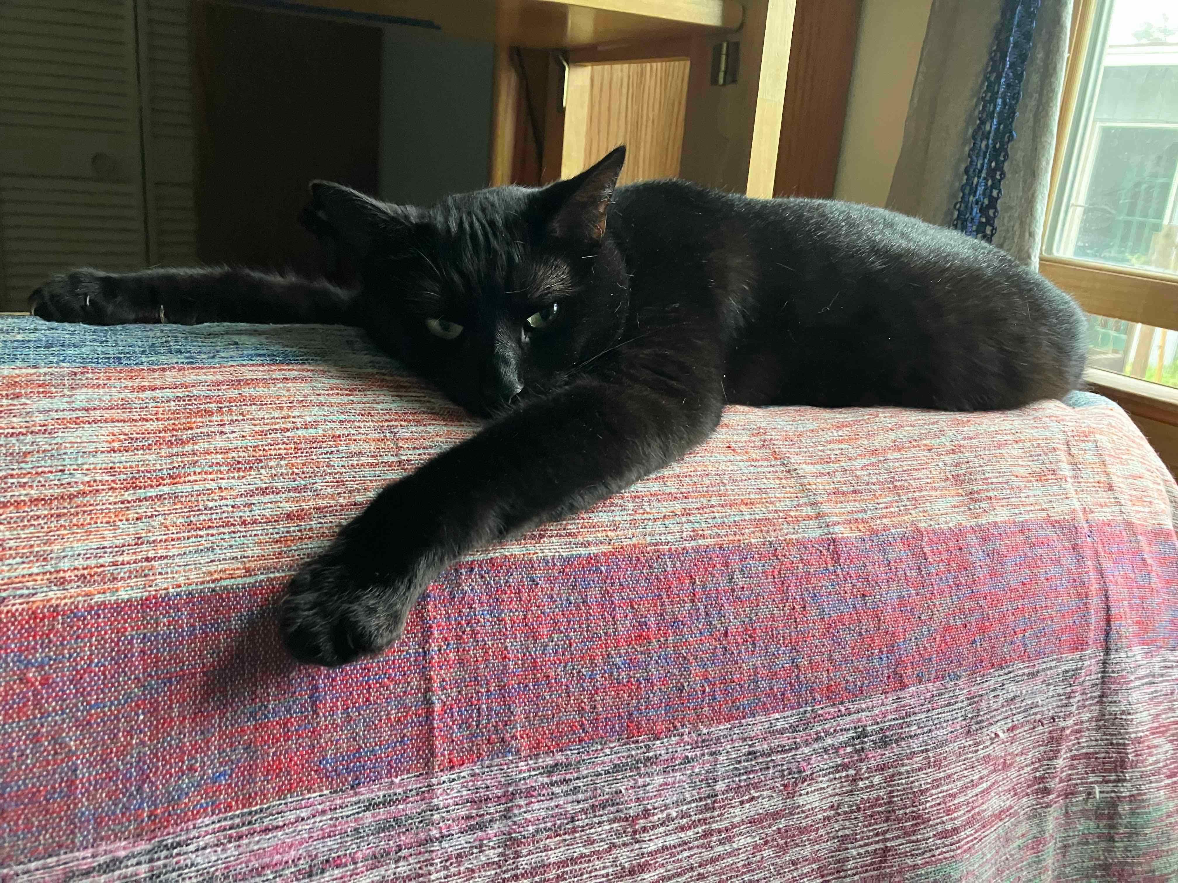 Enlarge Felicity, a ADOPTABLE mixed breed in Santa Cruz, CA image 2/5