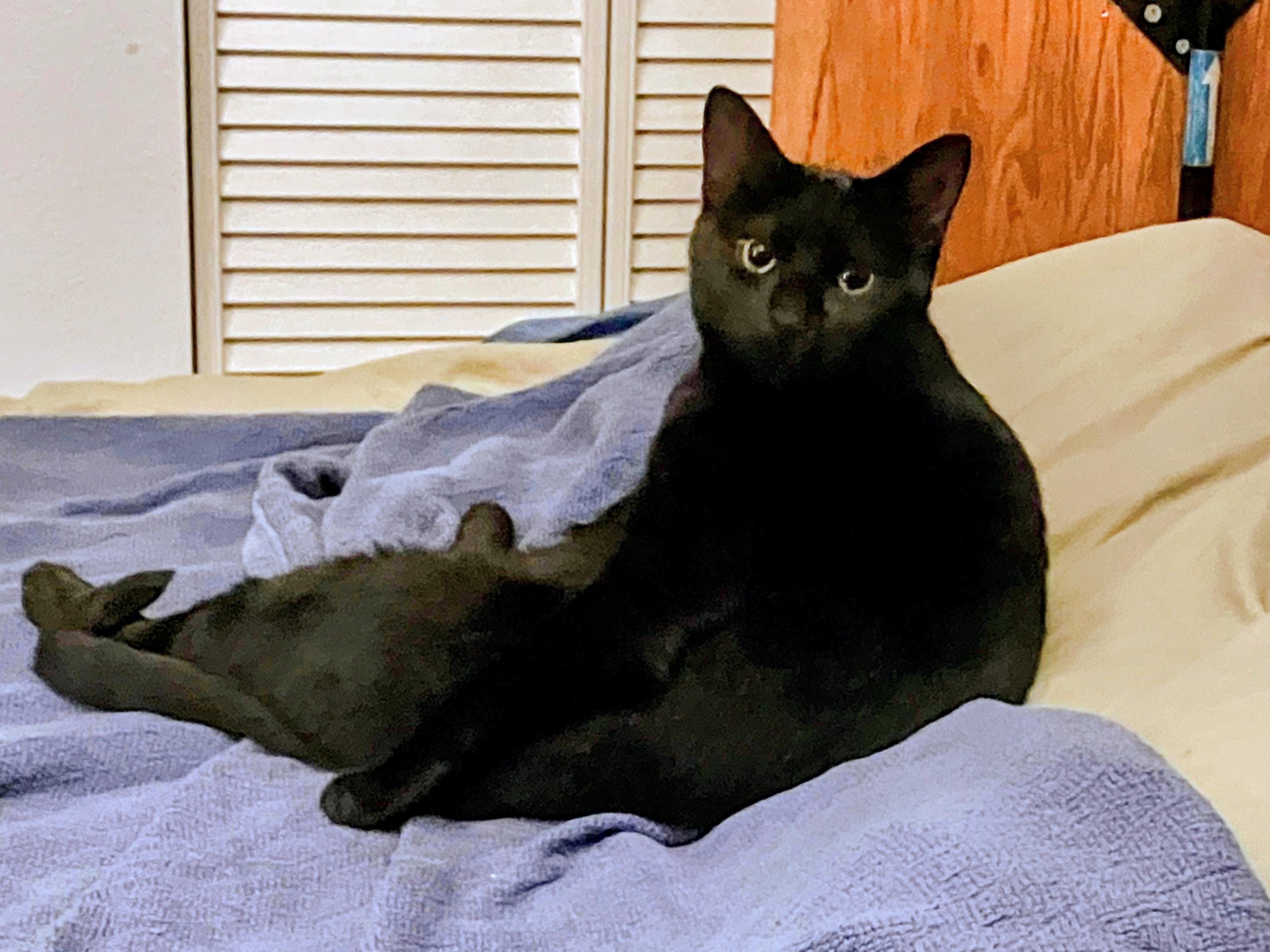 Felicity, ADOPTABLE, Adult Female Domestic Short Hair.