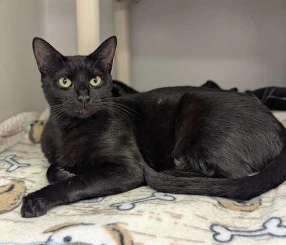 Felicity, ADOPTABLE, Adult Female Domestic Short Hair.