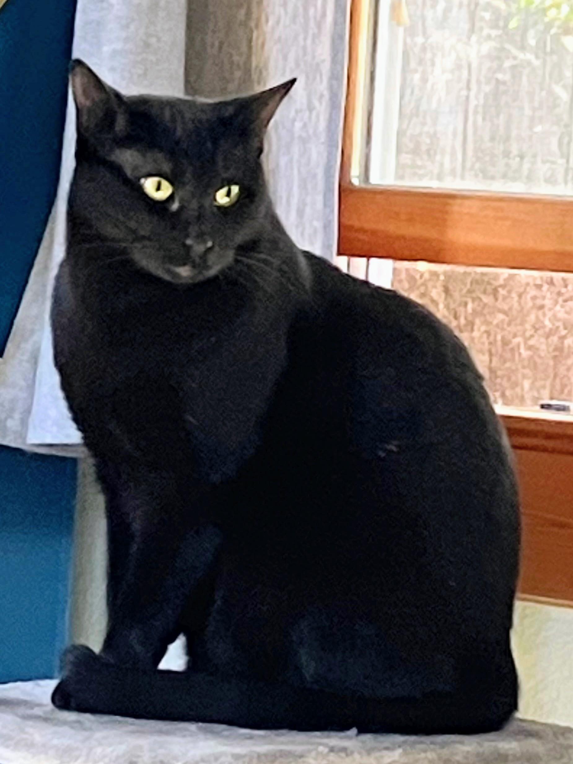 Felicity, ADOPTABLE, Adult Female Domestic Short Hair.