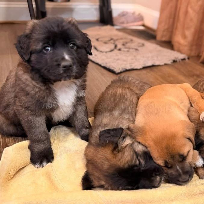 Torch, a Adoptable mixed breed in Fairfax, VA image 1/4