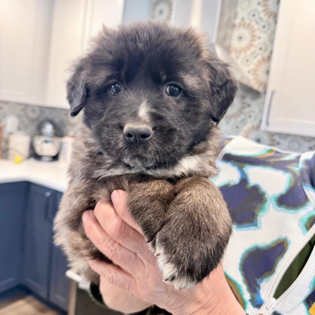 Torch, a Adoptable mixed breed in Fairfax, VA image 2/4