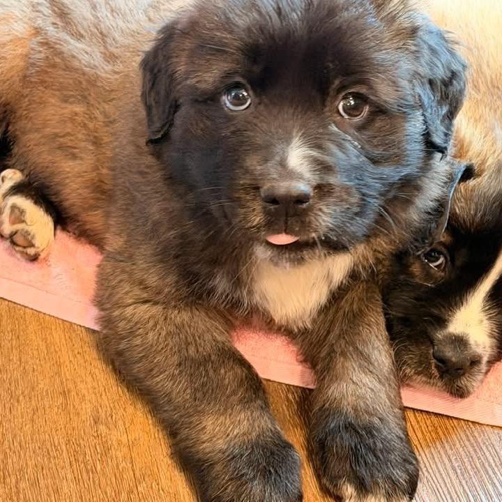 Torch, a Adoptable mixed breed in Fairfax, VA image 3/4