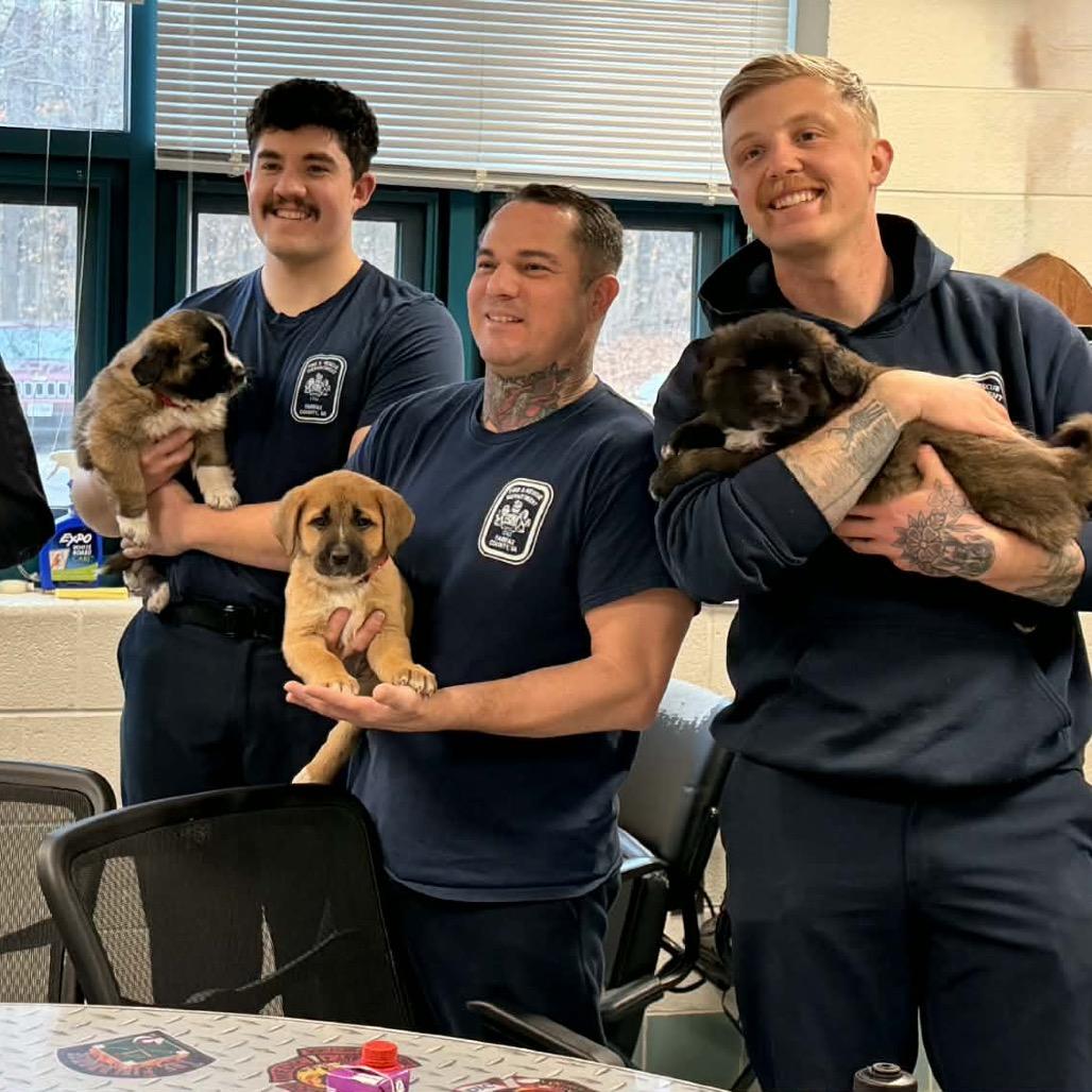 Torch, a Adoptable mixed breed in Fairfax, VA image 4/4