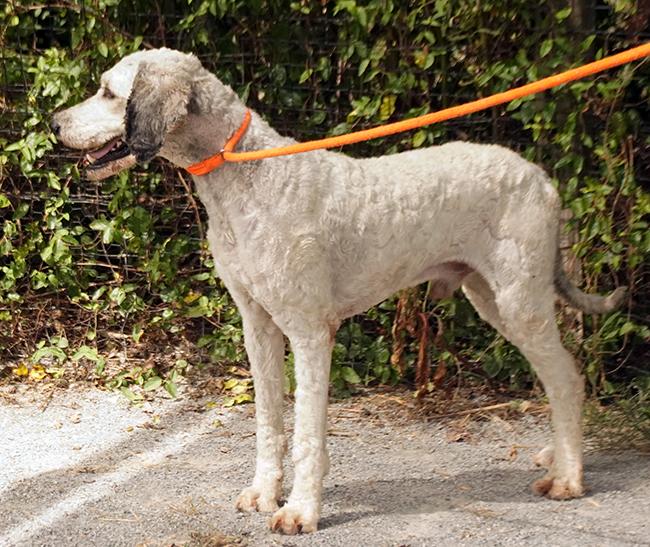 Jax, a Adoptable mixed breed in Maynardville, TN image 2/6