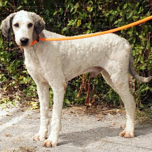 Jax, Adoptable, Adult Male Poodle.