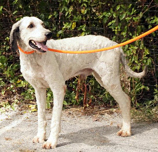 Jax, a Adoptable mixed breed in Maynardville, TN image 3/6