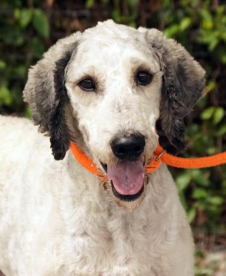 Jax, a Adoptable mixed breed in Maynardville, TN image 4/6